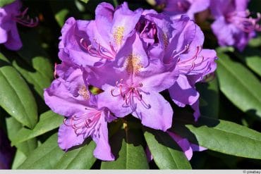 Rhododendron Blüte