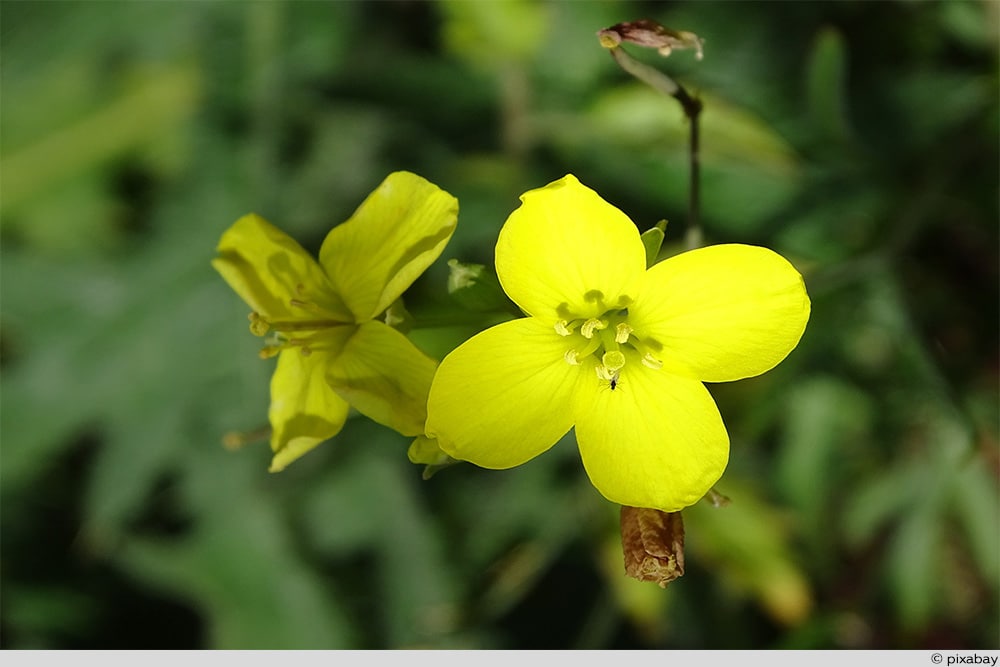 Rucola Blüte