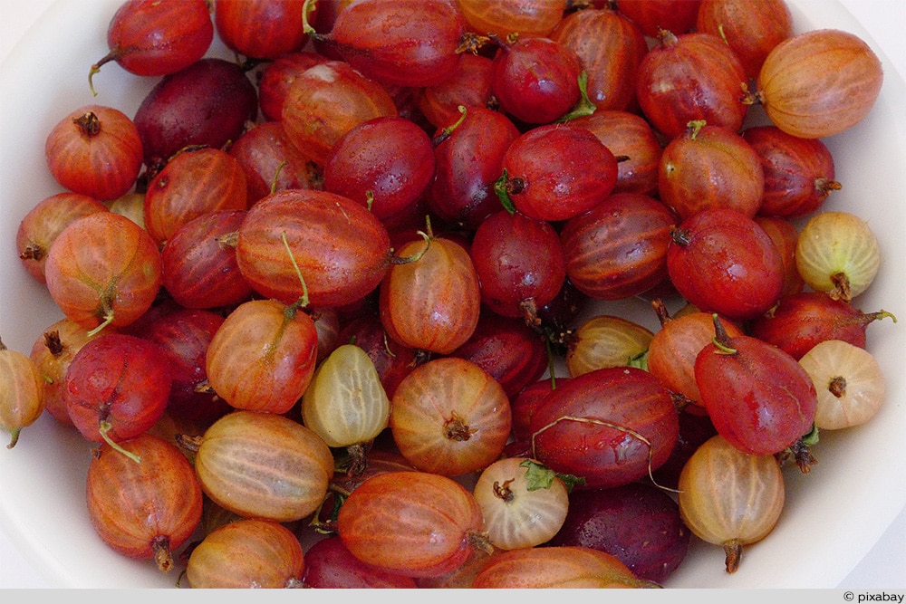 Stachelbeeren gemischt