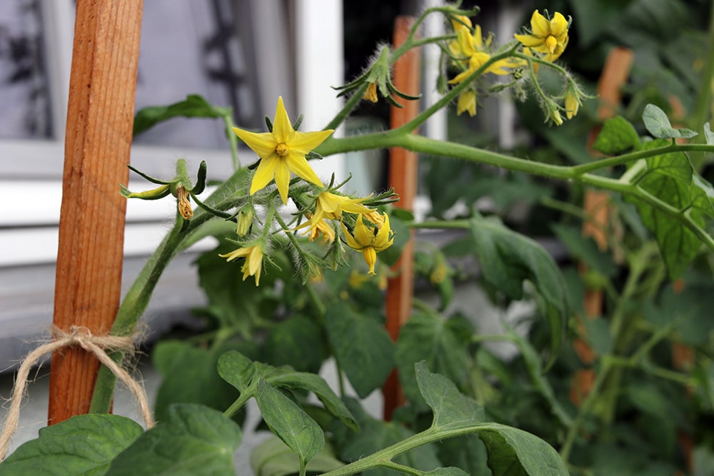 Tomate Blüte