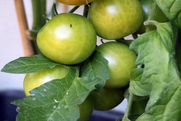 Tomate weiße Flecken