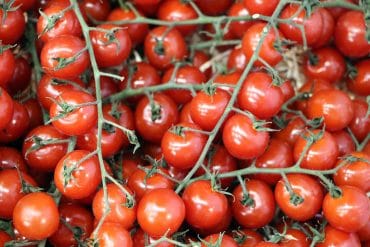 Tomaten rot