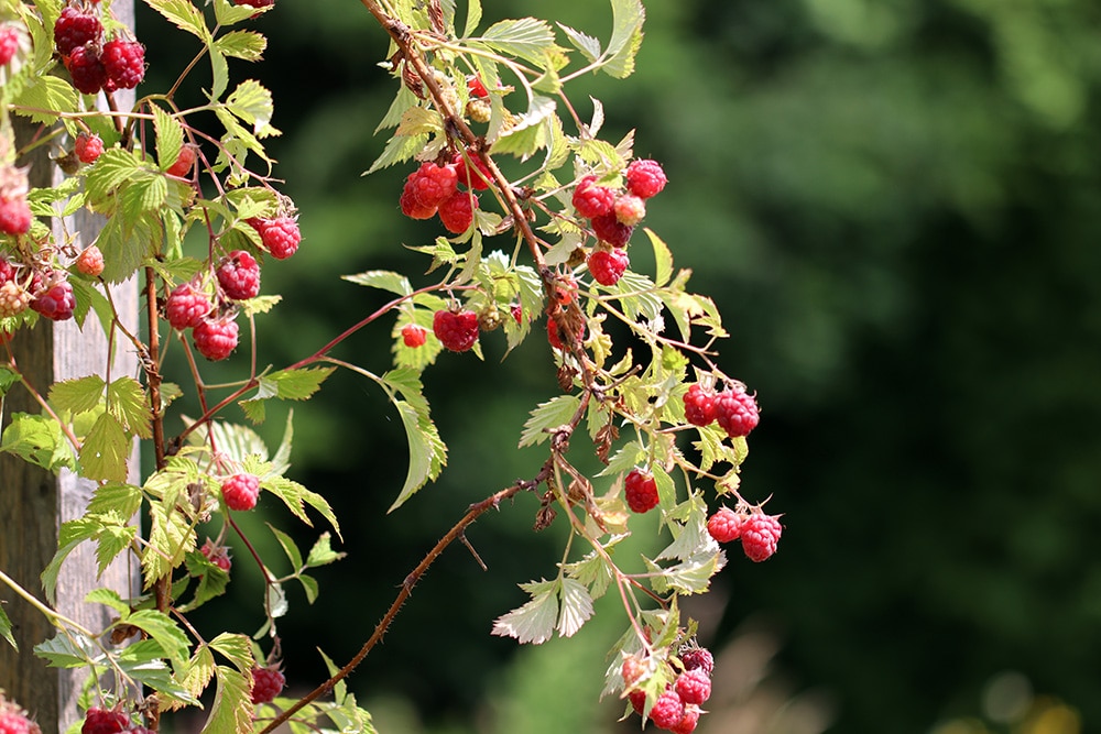 18 Himbeersorten für den Garten Alte und resistente Sorten
