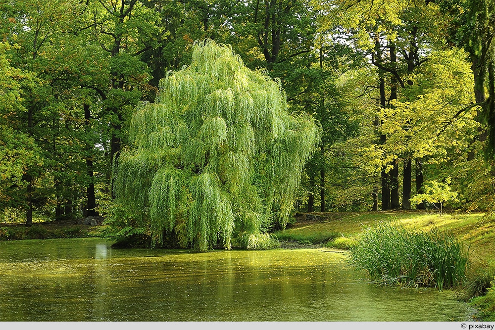 Weide Baum Bewurzelungshormon