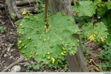 Wein Rebenpockenmilbe