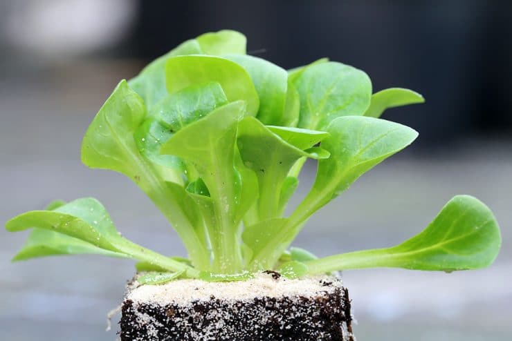 Feldsalat säen wann und wie? Garten, Hochbeet und Balkon