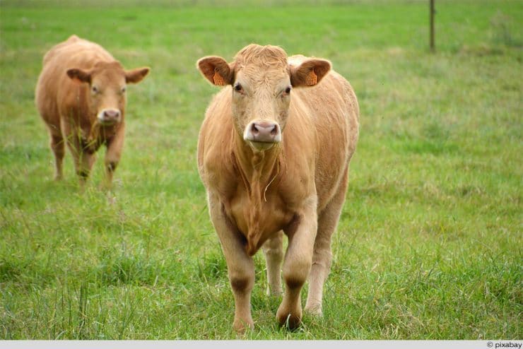 10 Rinderrassen von A-Z | Beliebte, kleine und seltene Rinder ...