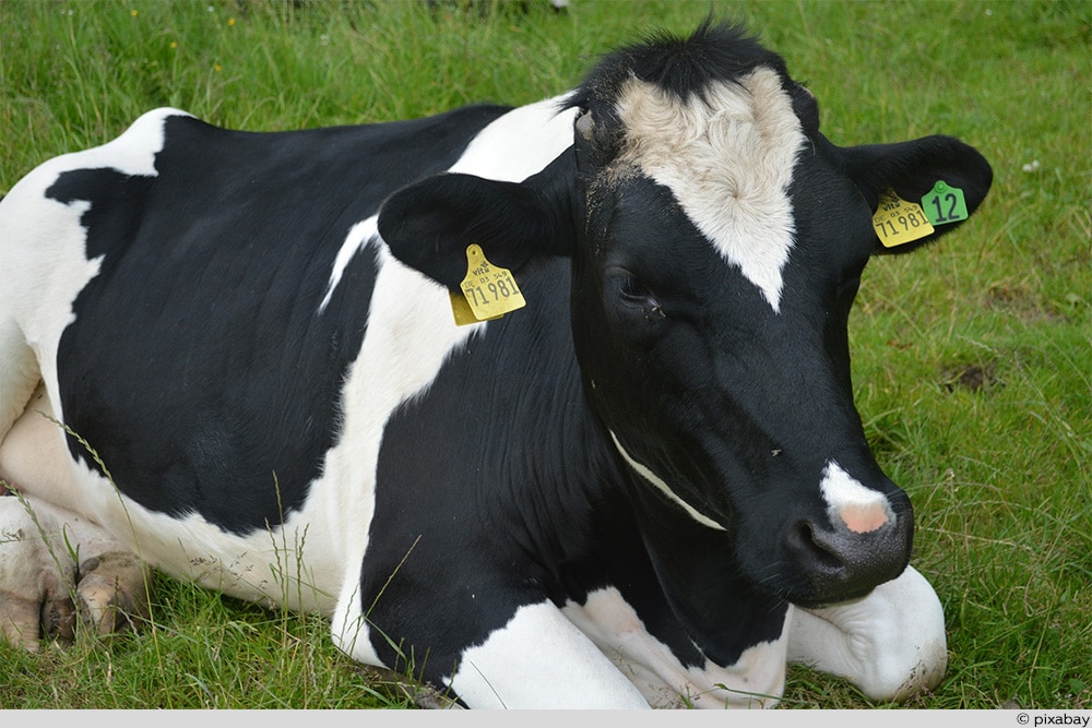 Holstein-Kuh