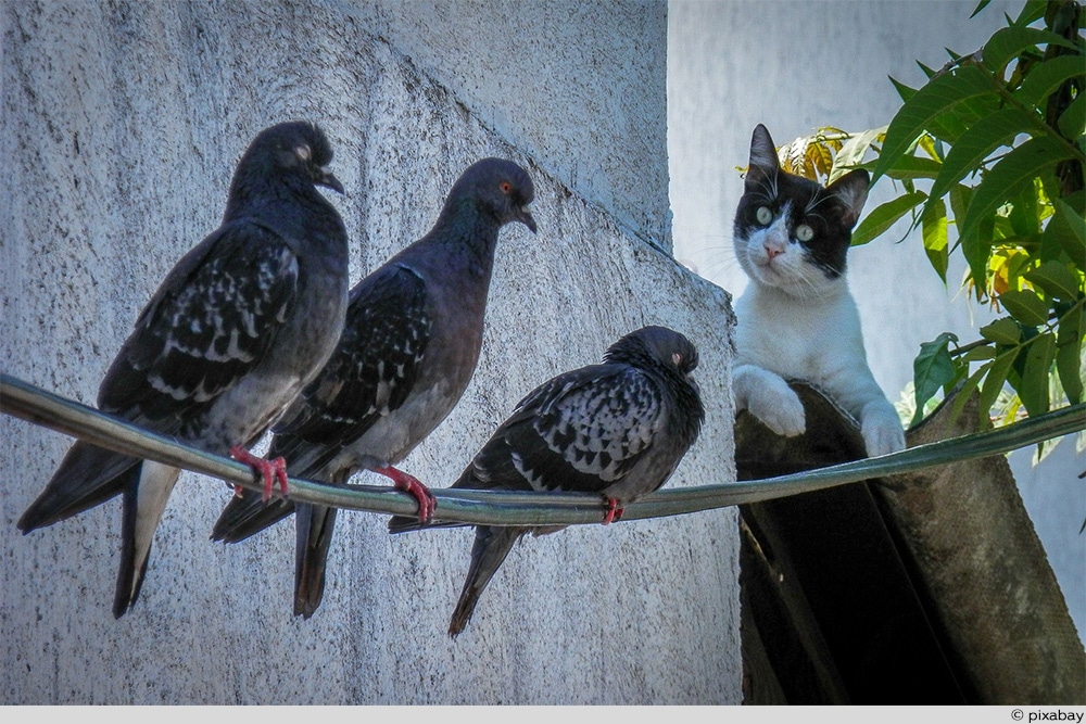 Katze gegen Vogel