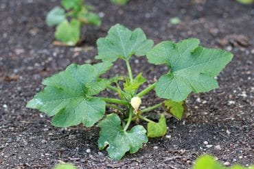 kleine Zucchini