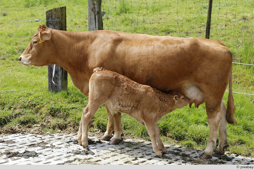 Limousin-Kuh