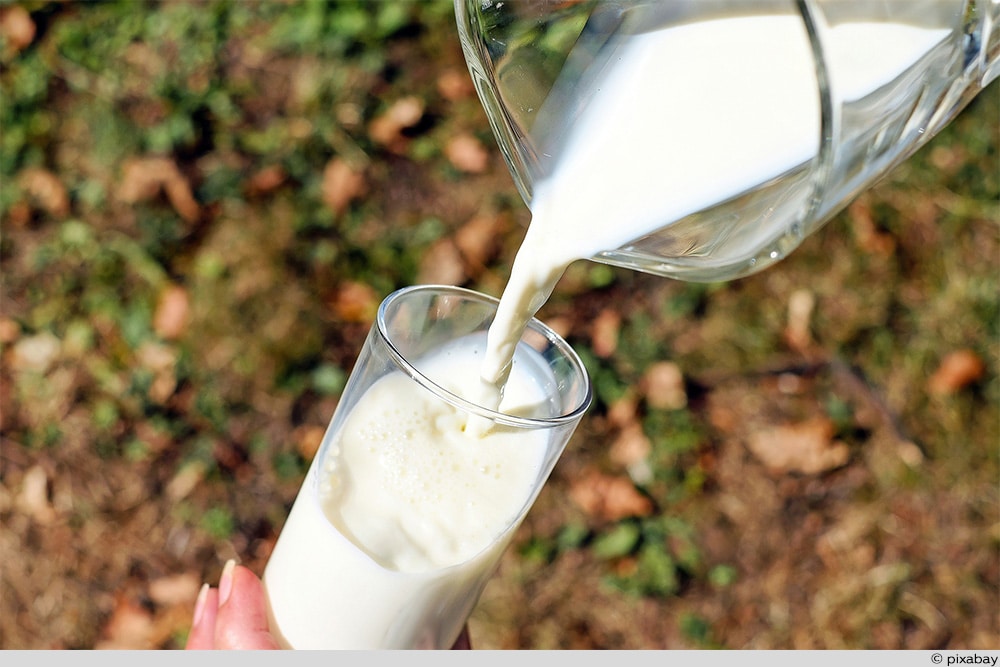 Milch gegen Blattläuse