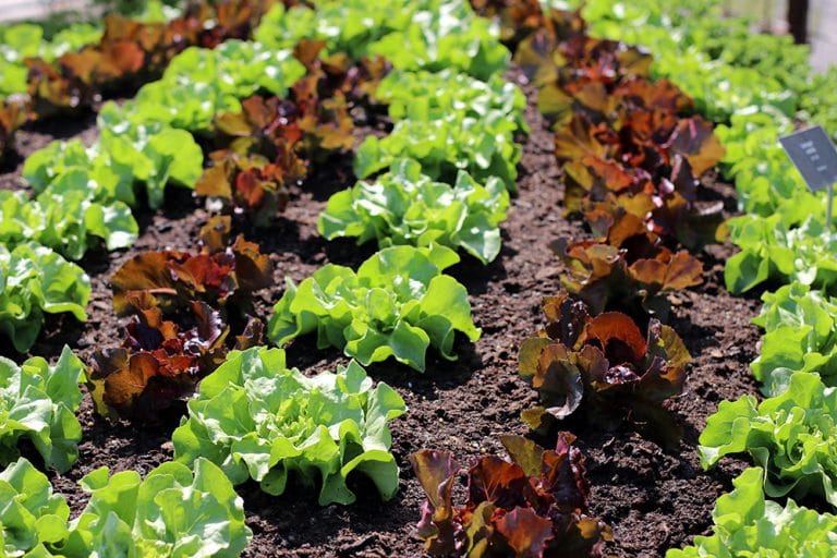 Pflücksalat säen wann und wie? Zeitpunkt und Anleitung