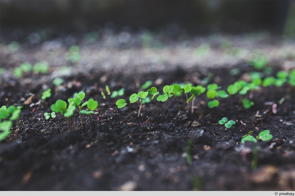 Rucola Keimlinge