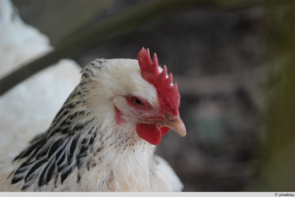 Sundheimer Huhn: Steckbrief, Legeleistung und Haltung - Selbstversorger.de