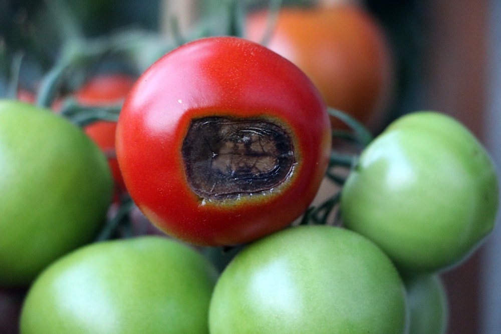 Tomate Blütenendfäule