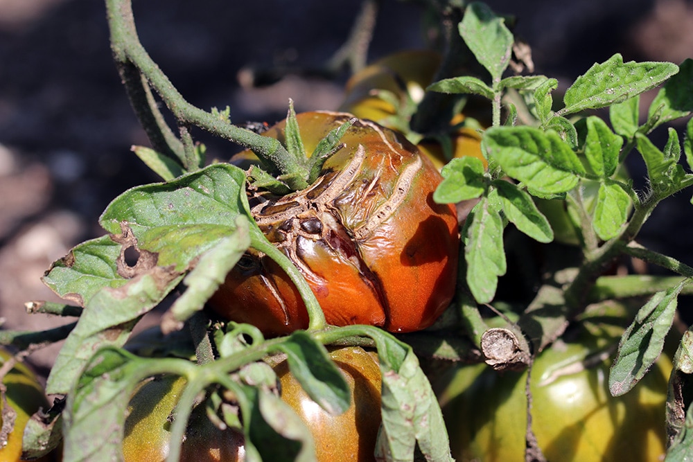 Tomate Braunfäule