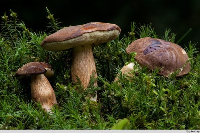 Pilze züchten 11 Speisepilze für den Anbau im Garten