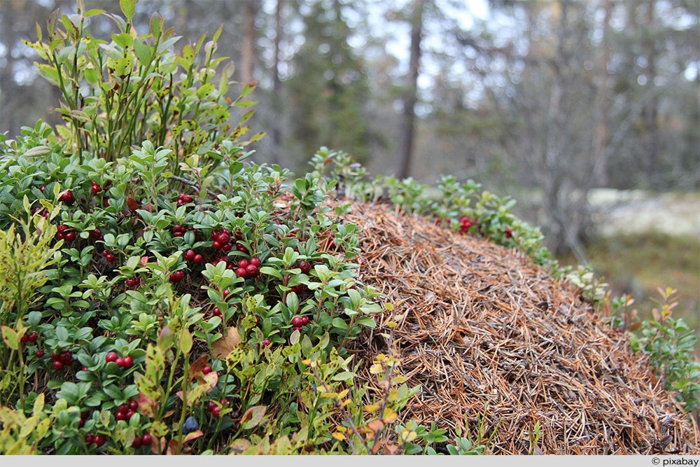 Cranberry Ameisenhaufen