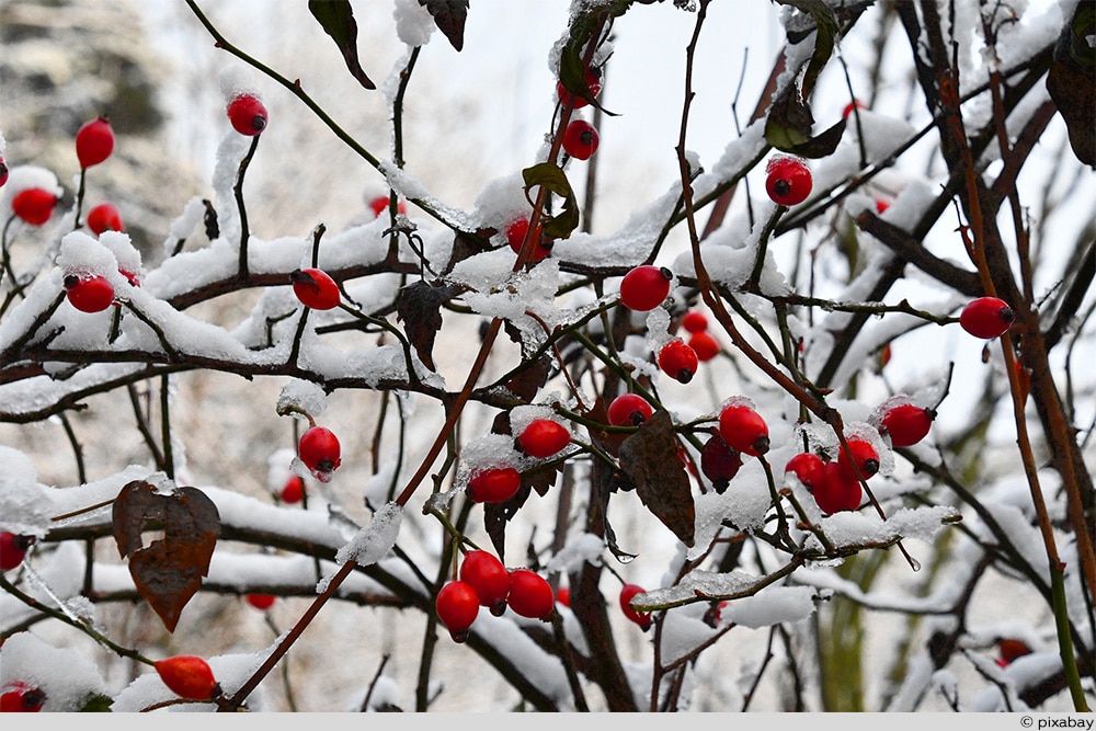 Hagebutten Winter