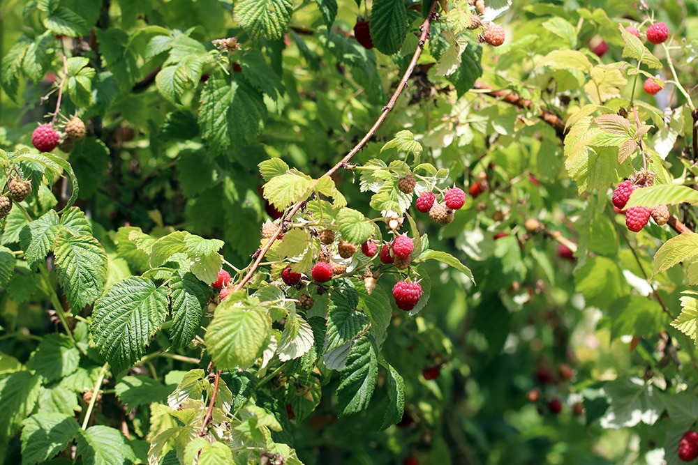 Himbeeren Busch