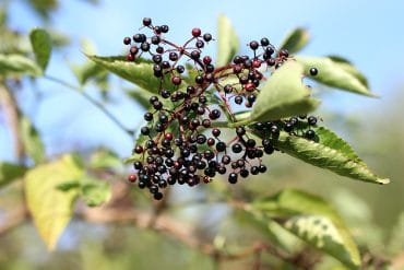 Holunder Beeren