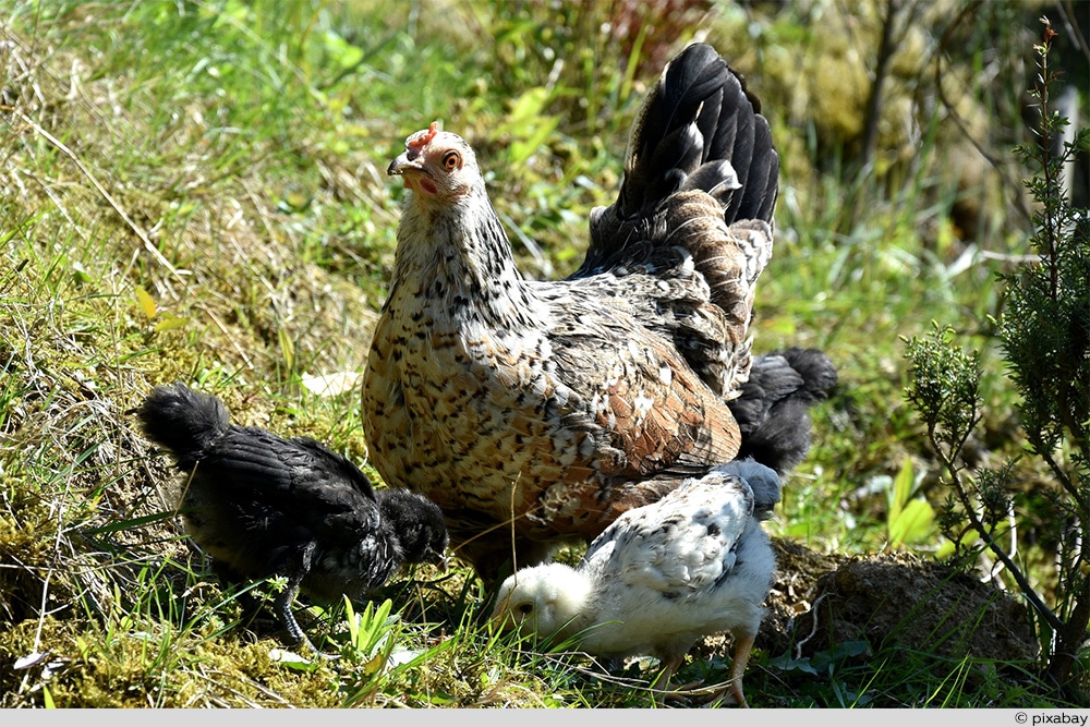 Huhn mit Küken