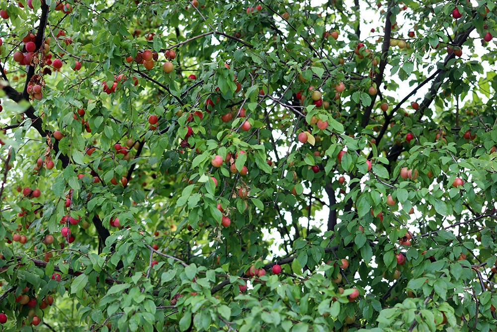 Mirabellen am Baum