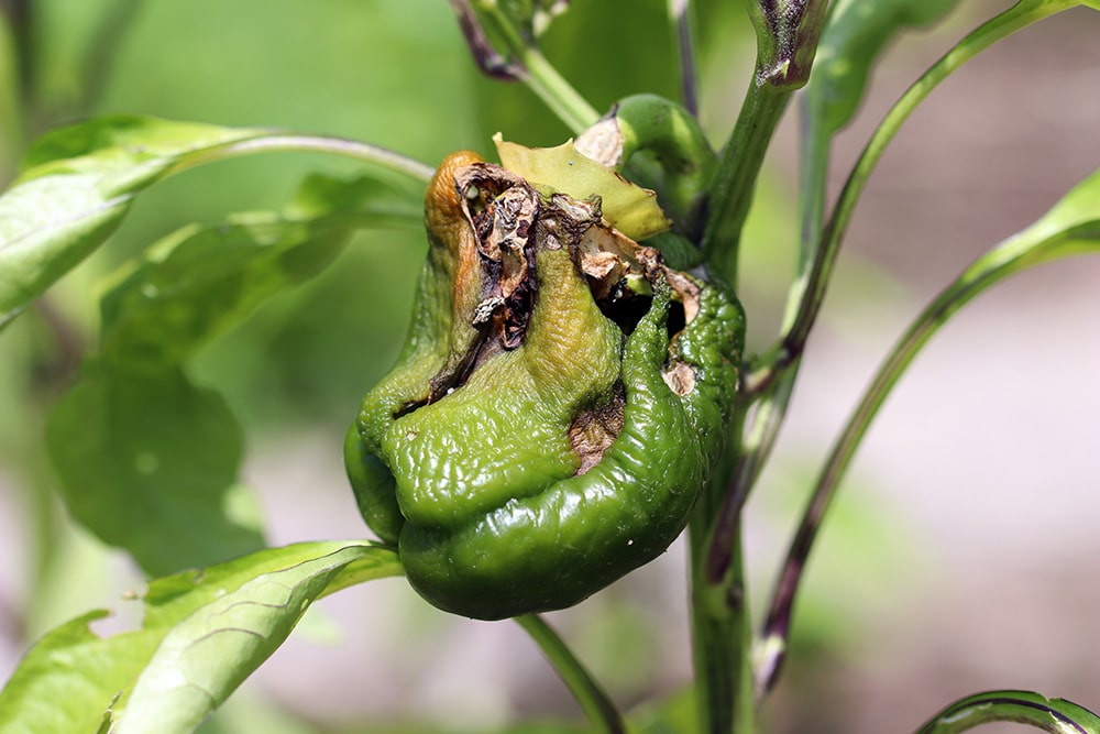 Paprika Blütenendfäule