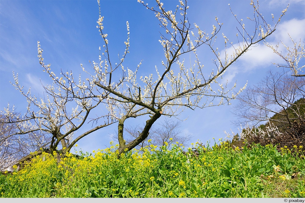 Pflaume Baum