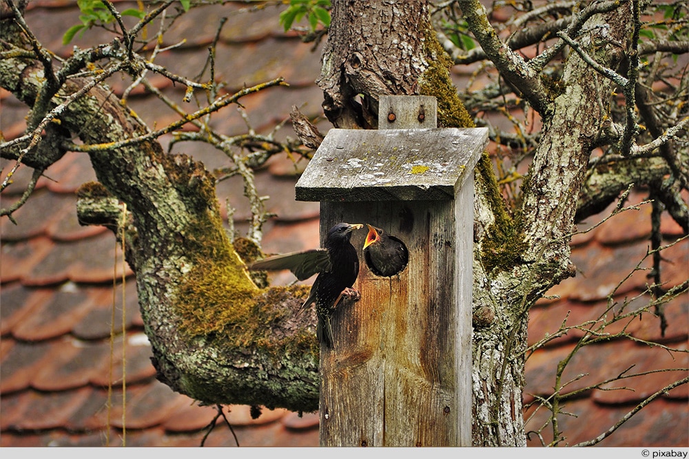 Star Vogelhaus