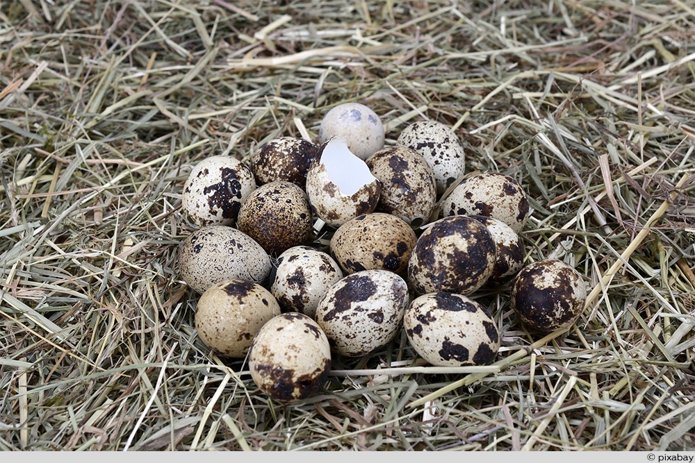 Wachteln ausbrüten Infos zu Brutzeit, Bruteiern, Ausstattung & Co