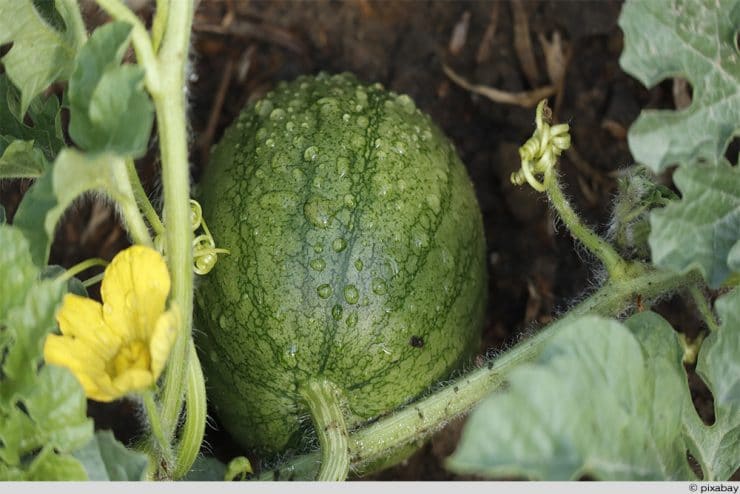 Wassermelone Blüte