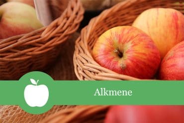 Apfelsorten Alkmene