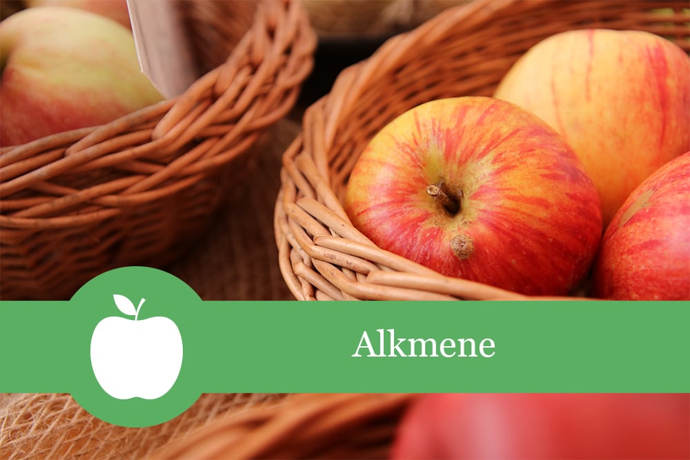 Apfel \'Alkmene\' | Beschreibung, Geschmack & Erntezeit