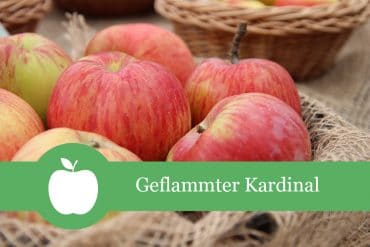 Apfelsorten Geflammter Kardinal