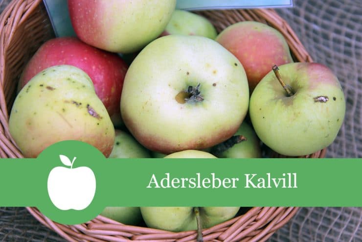 Adersleber Kalvill