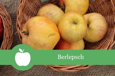 Apfelsorten Berlepsch