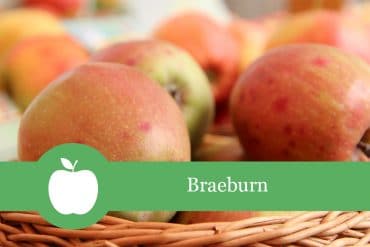 Braeburn - Apfelsorte