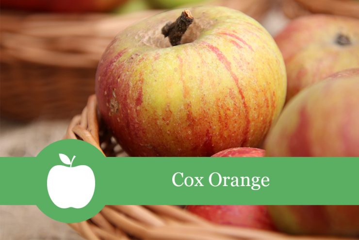 Cox Orange