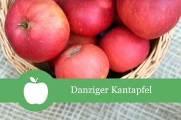 Danziger Kantapfel