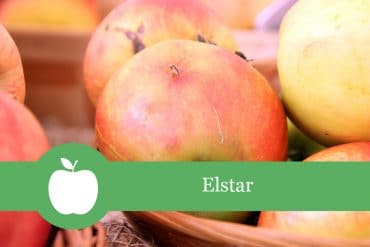 Elstar