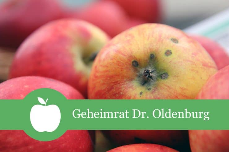 Geheimrat Oldenburg