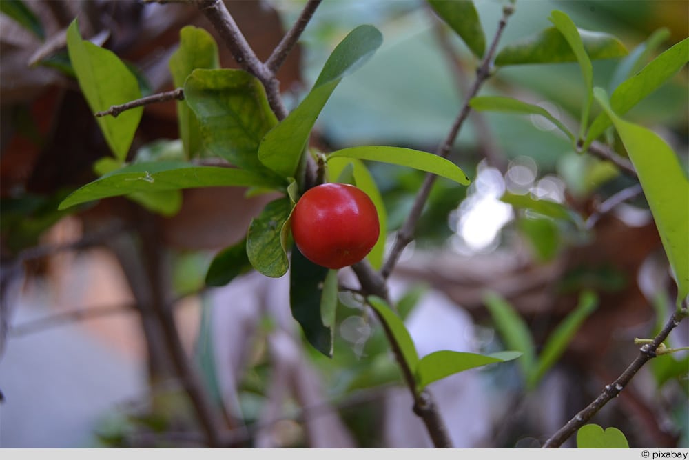 Acerola-Kirsche