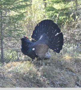 Auerhahn Hühnervogel