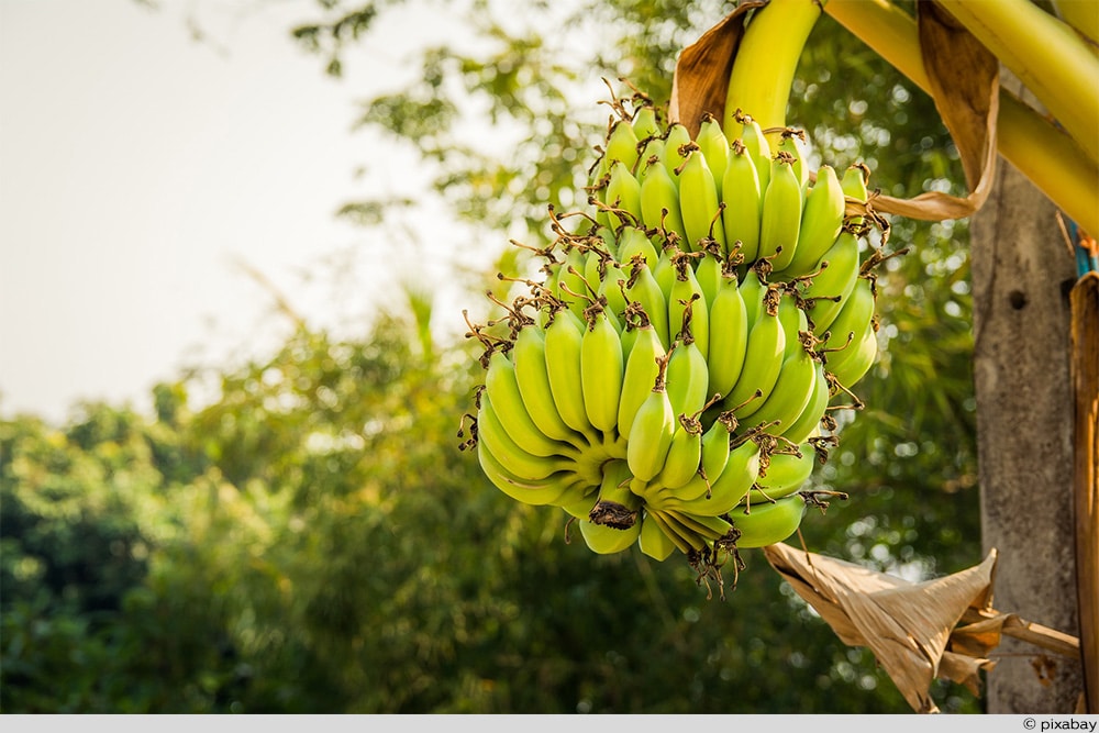 Banane Staude