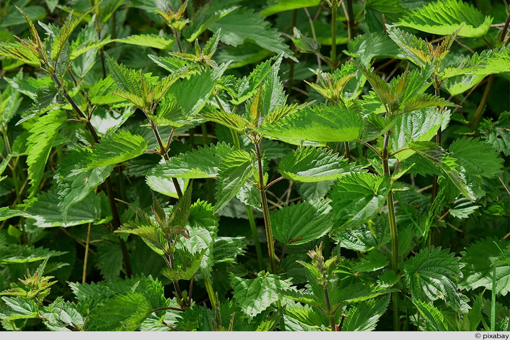 Brennnesseljauche während der Erntezeit verwenden?