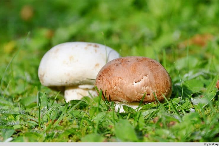 Champignons Wiese