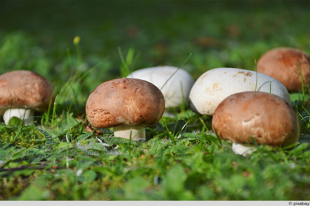 Champignons weiß braun