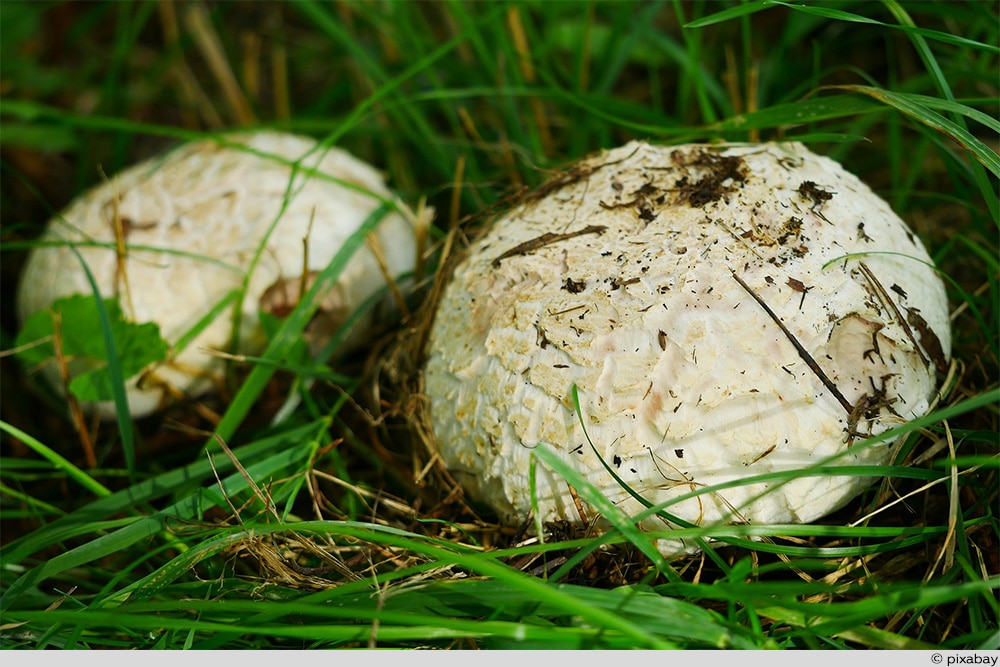 Champignons zwei